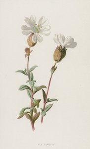 Strand-Nelke von Frederick Edward Hulme