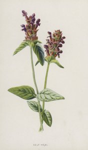 Braunelle von Frederick Edward Hulme
