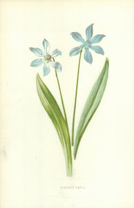 Sibirischer Blaustern von Frederick Edward Hulme