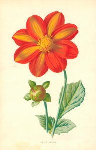Einzelne Dahlie