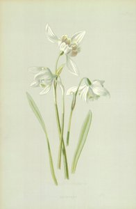 Schneeglöckchen von Frederick Edward Hulme