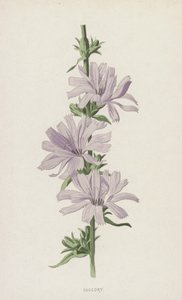 Wegwarte von Frederick Edward Hulme