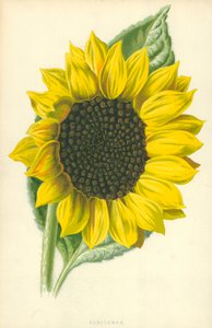 Sonnenblume