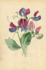 Duftwicke von Frederick Edward Hulme