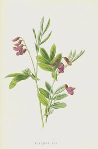 Knollige Platterbse von Frederick Edward Hulme