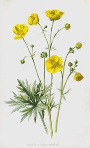 Aufrechter Hahnenfuß von Frederick Edward Hulme