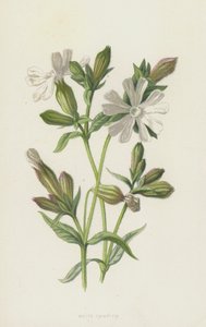 Weiße Lichtnelke von Frederick Edward Hulme