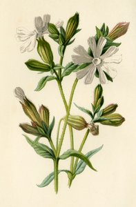 Weiße Lichtnelke, 1877 von Frederick Edward Hulme