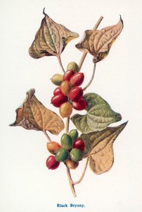 Wilde Früchte der Landschaft: Schwarze Nieswurz von Frederick Edward Hulme