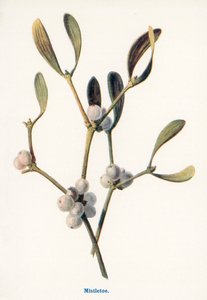 Wilde Früchte der Landschaft: Mistel