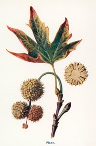 Wilde Früchte der Landschaft: Platane