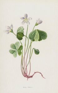 Sauerklee von Frederick Edward Hulme
