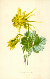 Gelbe Akelei von Frederick Edward Hulme