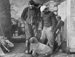 Walrossjunges, 1899
