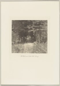 Tannenwälder in der Nähe von Leith Hill, Surrey von Frederick H. Evans