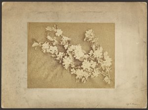 Apfelblüte
