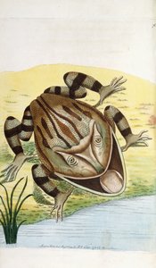 Hornfrosch