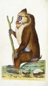 Bunter Pavian oder Mandrill Mandrillus sphinx von Frederick Polydor Nodder