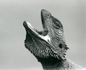Ein Bartagame schaut nach oben und gähnt, London Zoo, August 1928 von Frederick William Bond