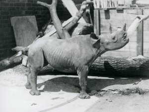Ein Schwarzes Nashornkalb wird von seinem Pfleger mit der Flasche gefüttert, London Zoo, September 1928