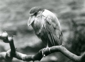 Ein Bootsschnabelreiher, der auf einem Ast im Londoner Zoo sitzt, Juni 1924