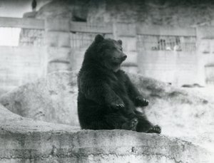 Ein Braunbär sitzt in seinem Gehege am Fuße der Mappin-Terrassen im Londoner Zoo, September 1921 von Frederick William Bond