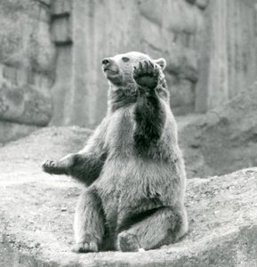 Ein Braunbär sitzt auf einem Felsvorsprung und winkt mit einer seiner Vorderpfoten, Londoner Zoo, September 1927