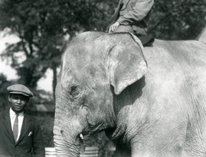 Ein burmesischer Elefant mit seinem Trainer und einem weiteren Mann, Londoner Zoo, September 1926 von Frederick William Bond