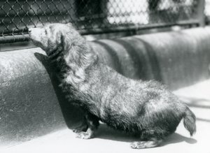 Ein Buschhund im Londoner Zoo, Juni 1925 von Frederick William Bond