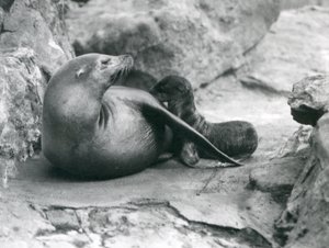 Ein kalifornischer Seelöwe säugt ihr eine Stunde altes Junges, Londoner Zoo, Juli 1925