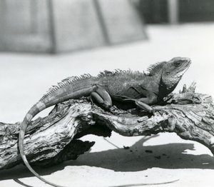 Ein chinesischer/asiatischer/thailändischer/grüner Wasserdrache ruht auf einem Baumstamm im Londoner Zoo im Jahr 1928 (s/w Foto)