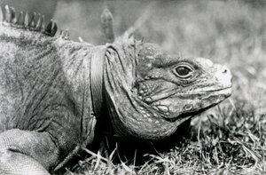 Eine Wolkenfelsleguan Methusalem, mit einem Halsband, spaziert auf einem Rasen im Londoner Zoo, Juli 1924