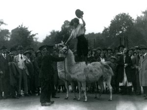 Eine Cowgirl steht rittlings auf zwei Lamas während eines Besuchs im Londoner Zoo 1924