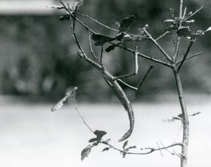 Ein Riesengespenst auf einem Zweig getarnt im Londoner Zoo im Jahr 1923
