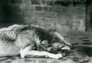 Ein Grauer Timberwolf, liegend zum Essen im Londoner Zoo im Jahr 1927 von Frederick William Bond