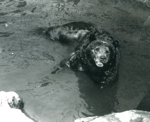 Ein Grizzlybär badet in seinem Pool im Londoner Zoo 1924