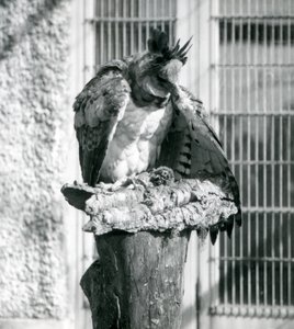 Ein Harpyienadler im Londoner Zoo, April 1914