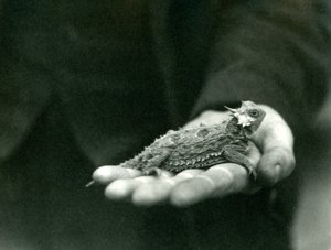 Eine Hornkröte ruht in der Hand ihres Wärters, Londoner Zoo, April 1923 von Frederick William Bond