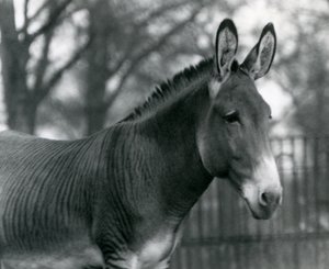 Ein Hybrid-Zebra im Londoner Zoo im Juli 1924