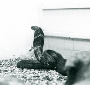 Eine Königskobra im Londoner Zoo, Oktober 1925