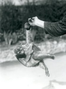 Ein Kinkajou, der an seinem Greifschwanz vom Finger eines Pflegers hängt, Londoner Zoo, September 1925 von Frederick William Bond