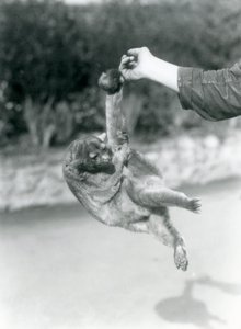 Ein Kinkajou, der an seinem Greifschwanz vom Finger eines Pflegers hängt, Londoner Zoo, September 1925