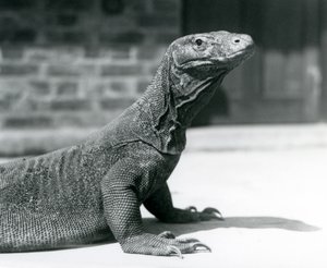 Ein Komodowaran im Londoner Zoo im August 1928 von Frederick William Bond