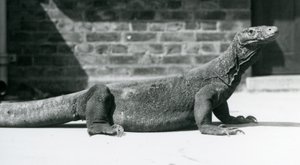 Ein Komodowaran im Londoner Zoo im August 1928 von Frederick William Bond