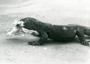 Ein Komodowaran, der ein Huhn frisst, Londoner Zoo