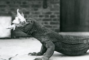 Ein Komodowaran frisst ein Huhn im Londoner Zoo im August 1928 von Frederick William Bond