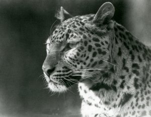 Ein Leopard im Londoner Zoo im Jahr 1930 von Frederick William Bond