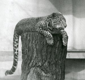 Ein Leopard liegt auf einem Baumstumpf mit herabhängendem Schwanz, London Zoo von Frederick William Bond