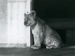 Ein Löwenjunges sitzt auf dem Boden im Londoner Zoo im Jahr 1930 (s/w Foto) von Frederick William Bond