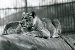 Ein Löwenjunges, das im Juli 1923 im Menagerie geboren wurde, Londoner Zoo, Juli 1924 von Frederick William Bond